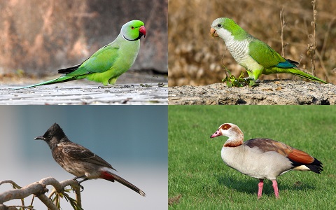 Más de 400 aves invasoras introducidas en España en las últimas décadas